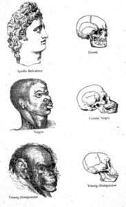 Craniometry skull diagram