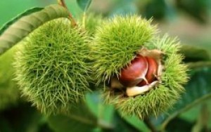 Burrs of the American Chestnut