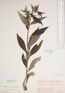 Lithospermum_latifolium