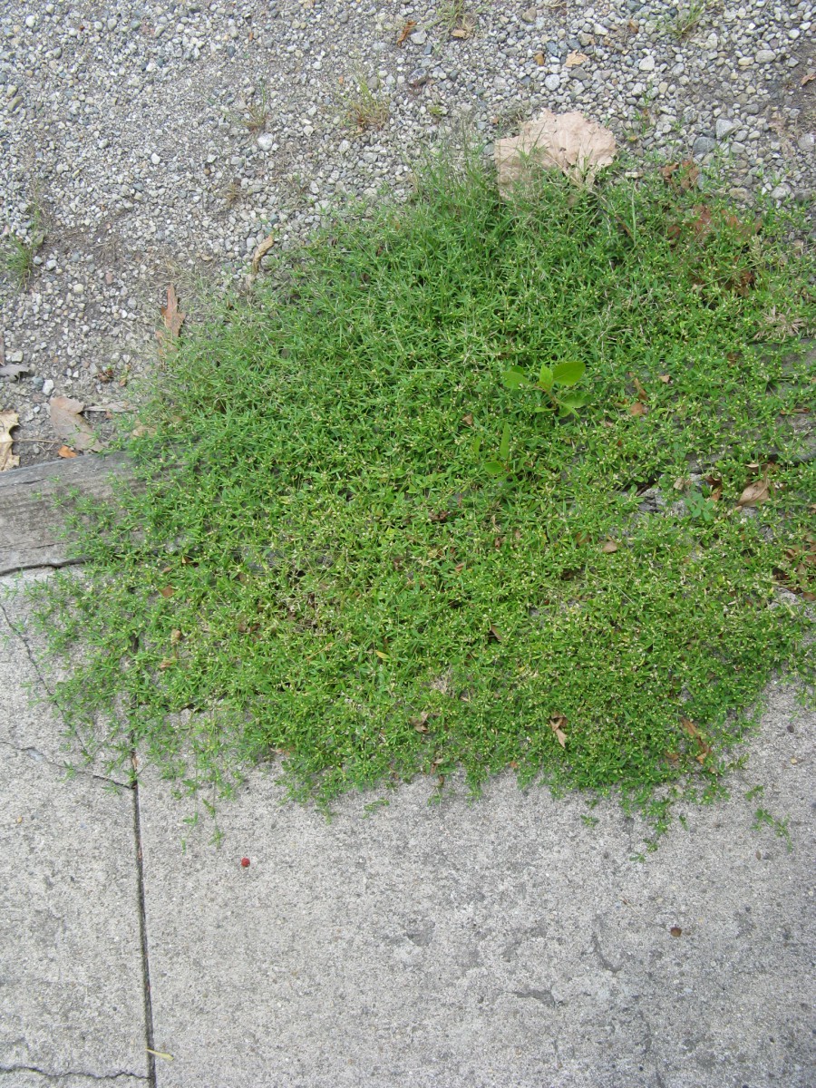 Sidewalk Weeds in the Hot Dry Summer | Friesner Herbarium Blog about