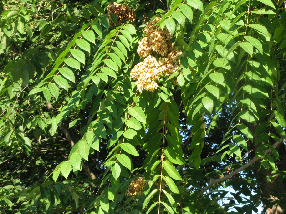 indiana leaf guide