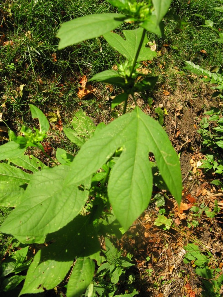 Ragweed = Food of the Gods? | Friesner Herbarium Blog about Indiana Plants