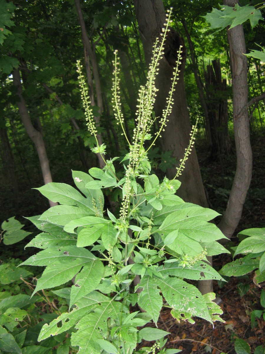 Ragweed Food Of The Gods Friesner Herbarium Blog About Indiana Plants