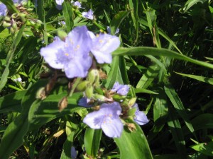 Three petals and six stamens of Spiderwort