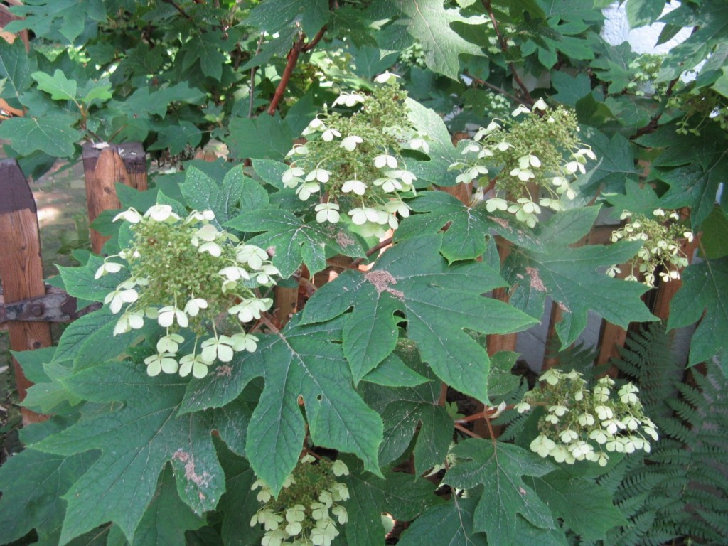 Native shrub that’s great for Indianapolis yards Oakleaf Hydrangea