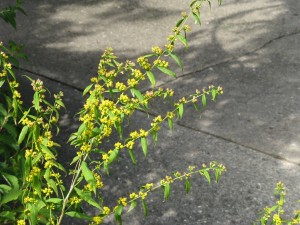 Blue-stemmed goldenrod from my garden.  Smaller and tamer than Canada, bought at the INPAWS plant sale several years ago.