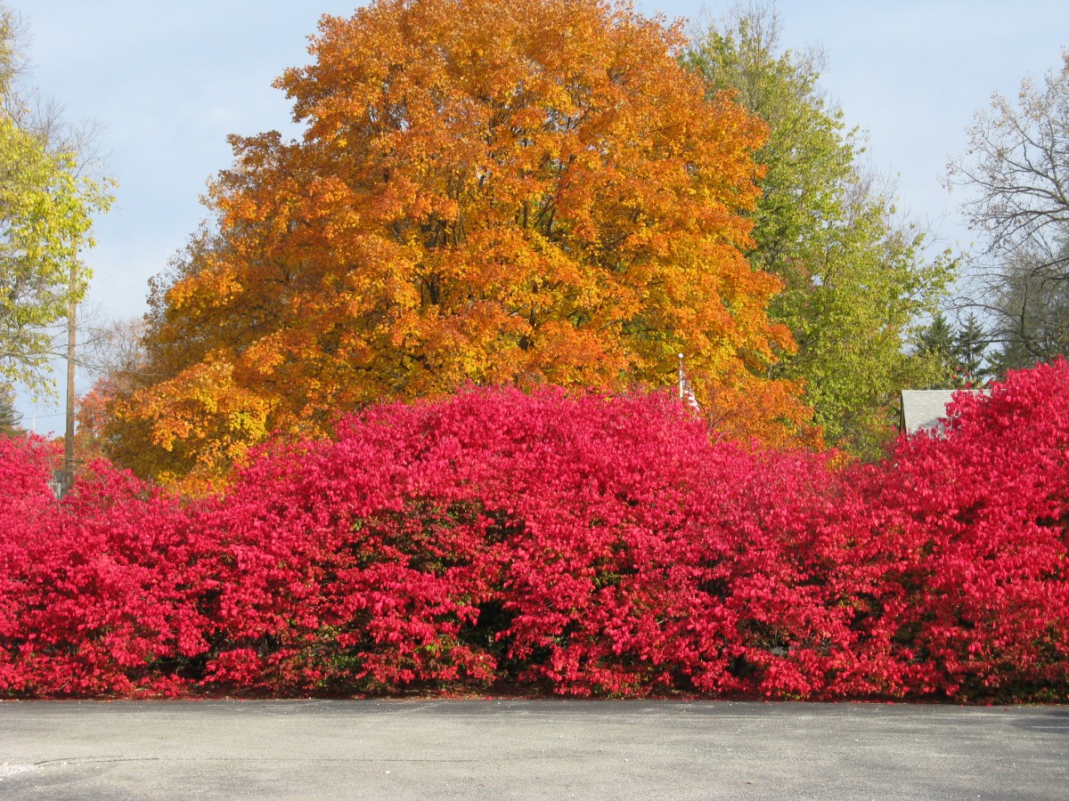 Bright Red Shrubs Friesner Herbarium Blog About Indiana Plants