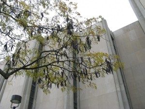 Honey locust tree in the Clowes Hall lot at Butler University with large fruits