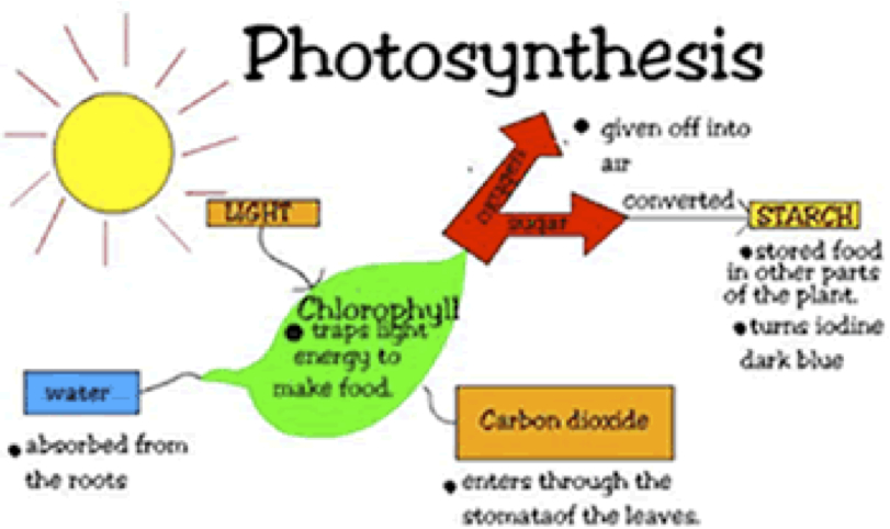Photosynthesis Diagram Labeled