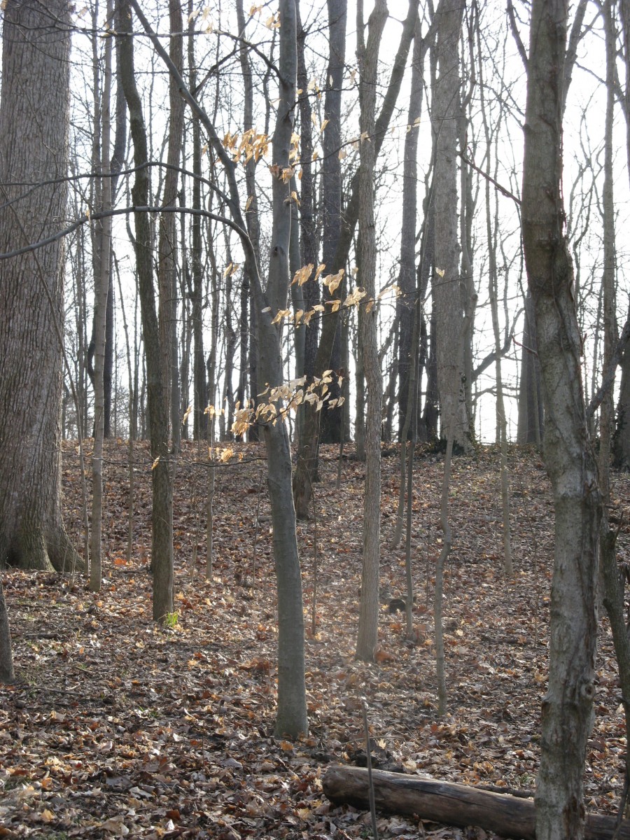 Beech trees are easy to see in the woods this time of year | Friesner