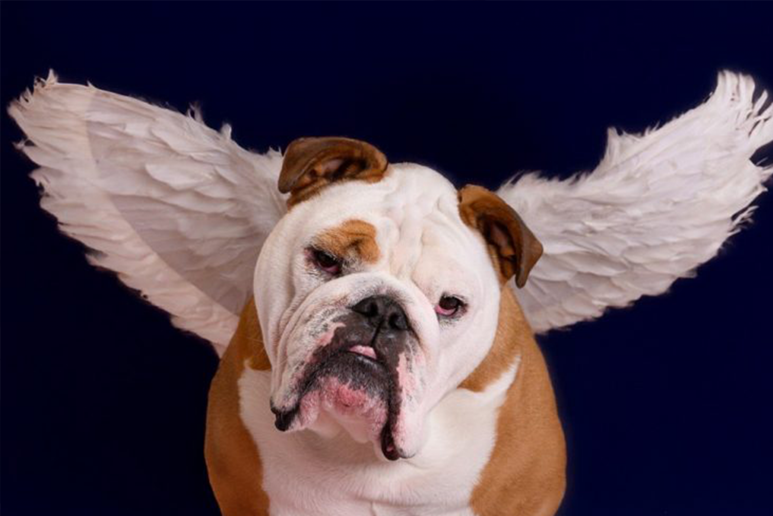 Butler Blue with Wings